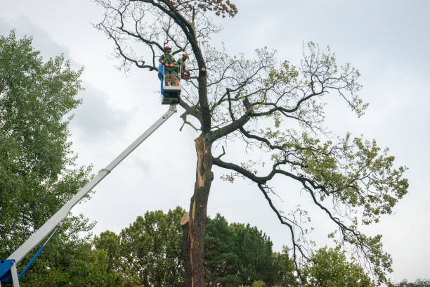 Tree Service Company in North Salt Lake, UT